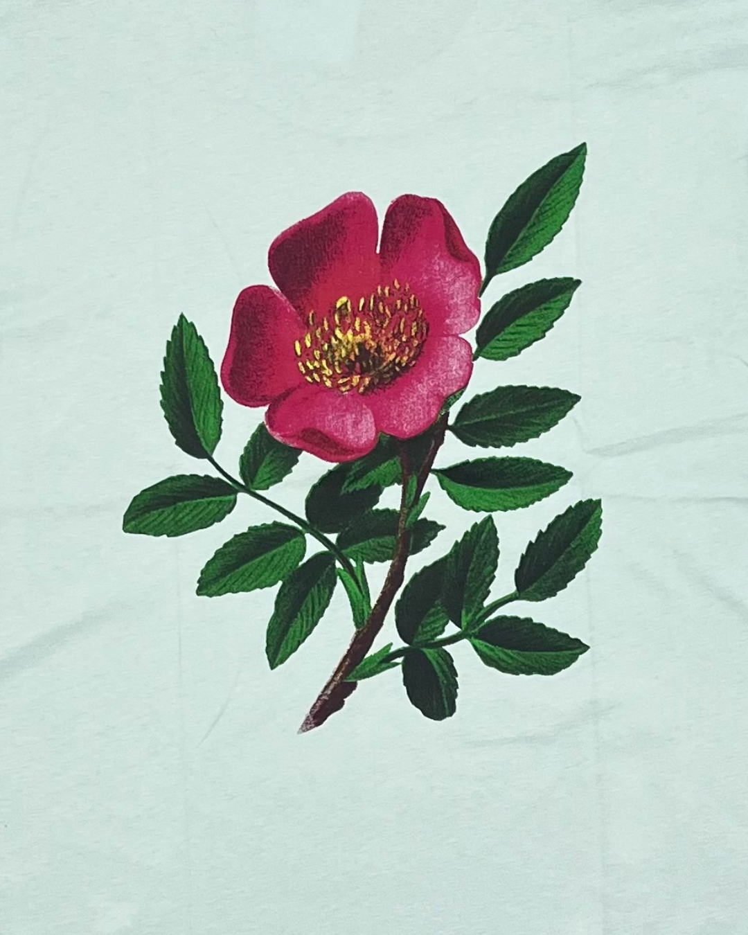 WALDSTATTEN - TSHIRT BIO ALPEN-HECKENROSE MINT